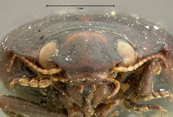 Media type: image;   Entomology 35333 Aspect: head frontal view